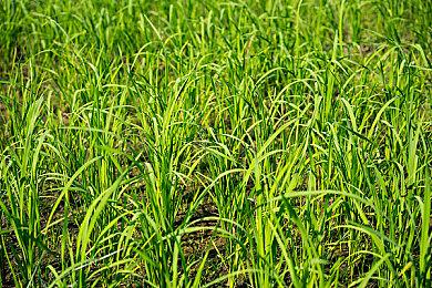 Steam最新一周销量榜 《星空》成功登顶